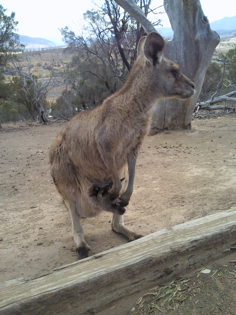 a small kangaroo jumping into the air with trees in the background