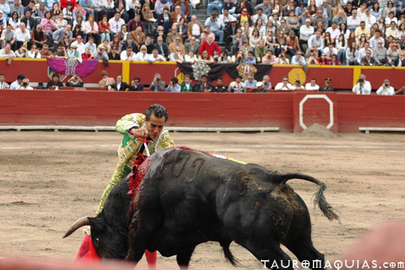 the bull has been thrown away during a bullfight