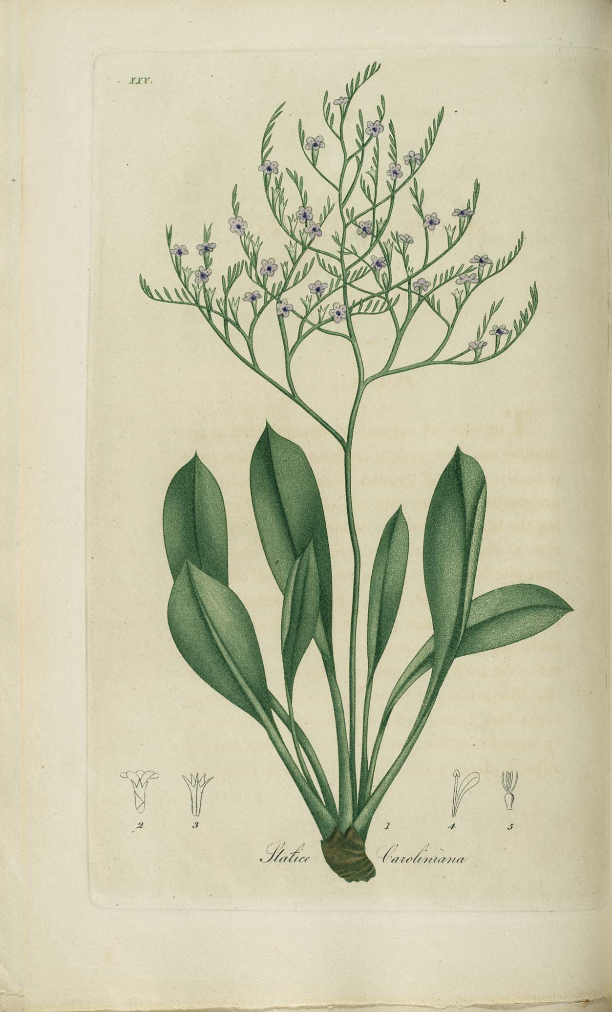 a botanical print of plants and flowers with leaves