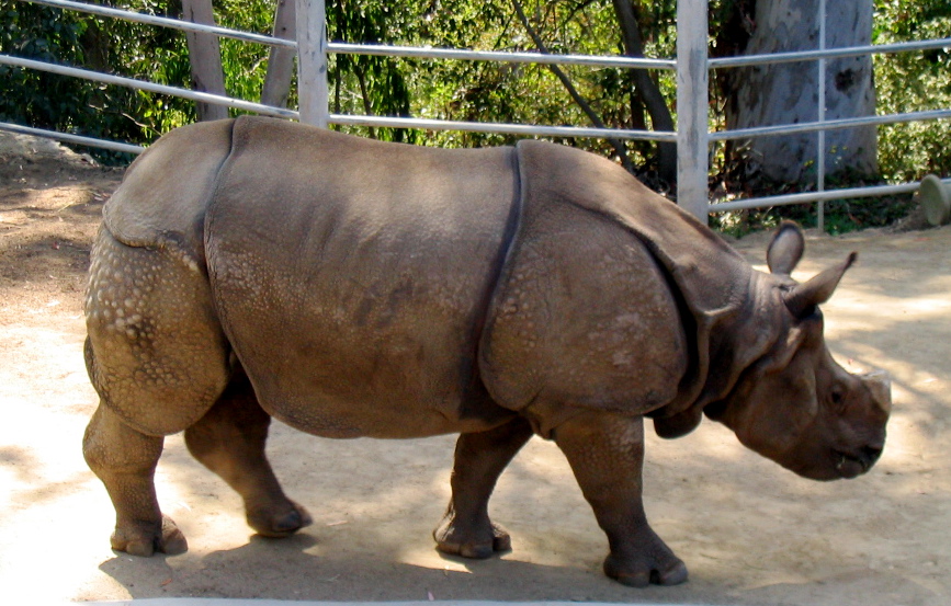 a rhino standing next to a fence in an enclosure