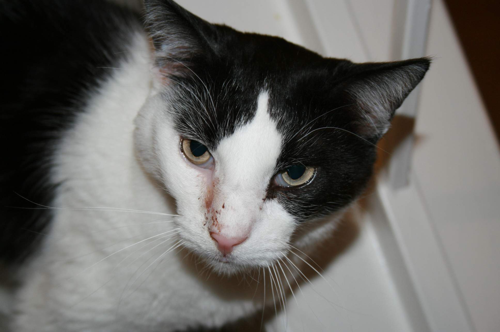 a black and white cat with yellow eyes standing by a door