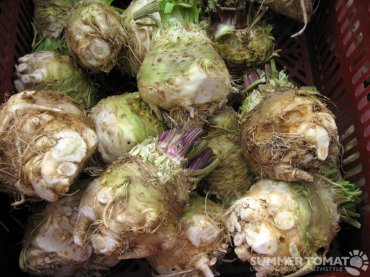 a bunch of unripe vegetable roots in a basket
