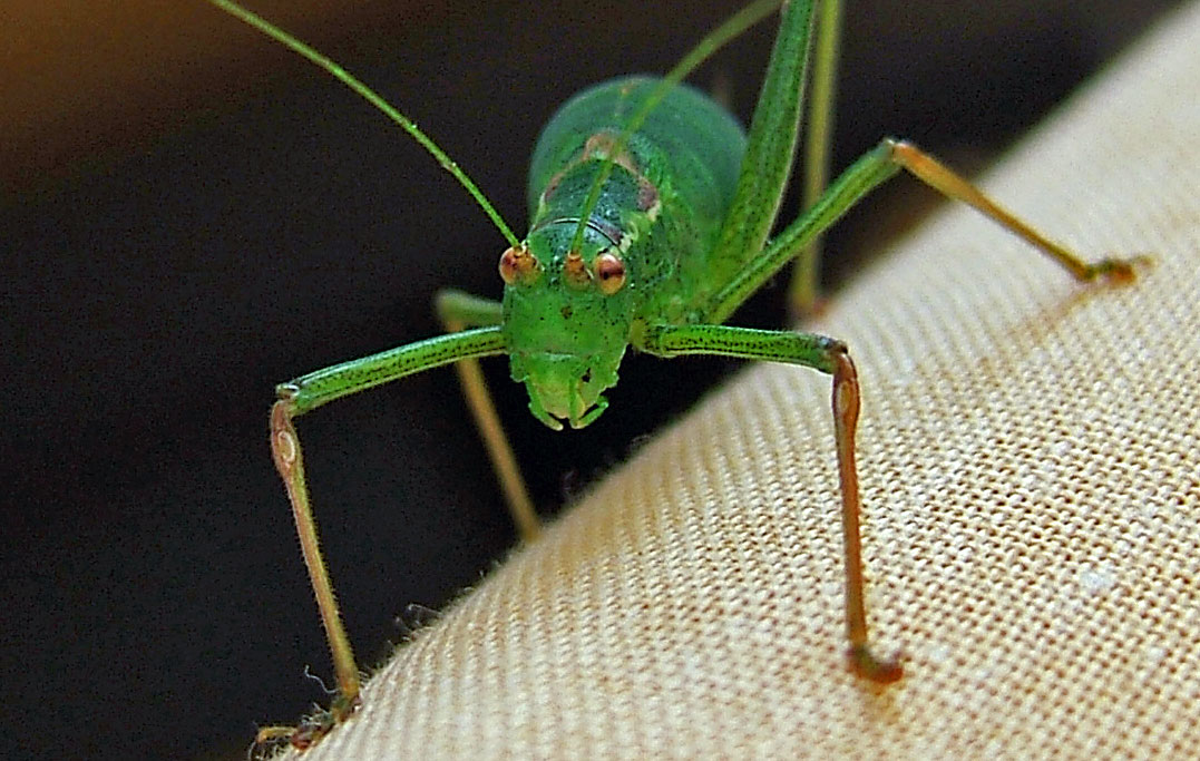 a close up of a green bug on the side of a couch
