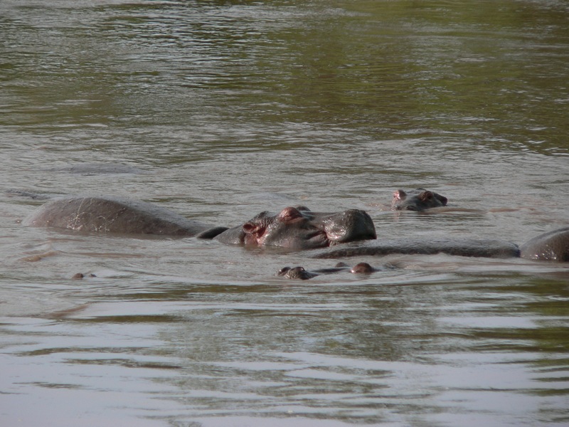 several hippos laying in the water together