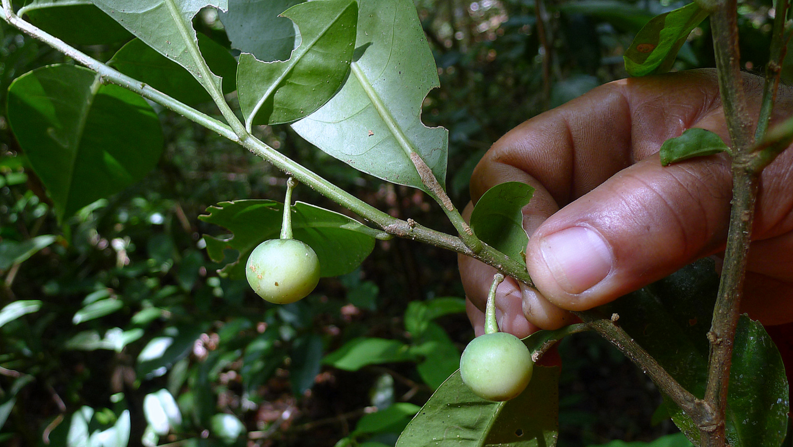 a man holding a leaf and green fruit on it