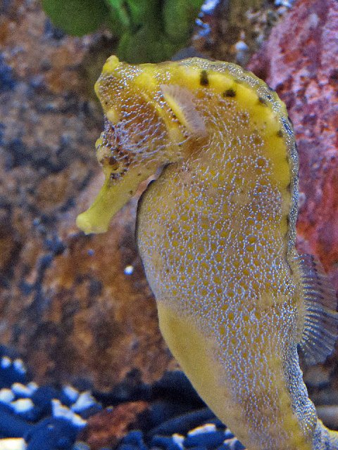 this is an image of a large yellow fish