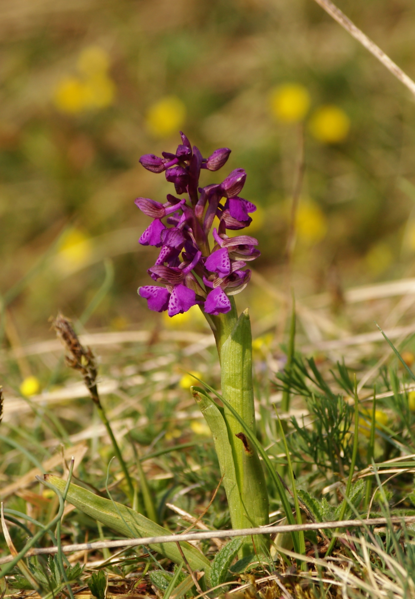 a purple flower grows on the ground in a field