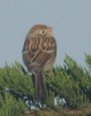 a small bird standing in a tree outside