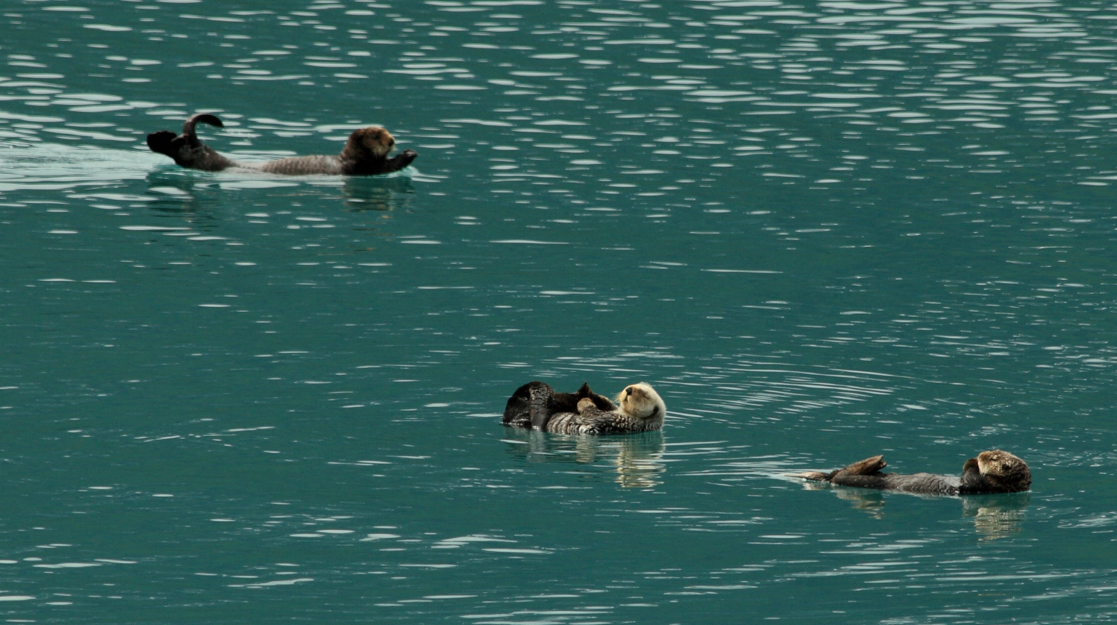 three sea otter swimming in a large body of water
