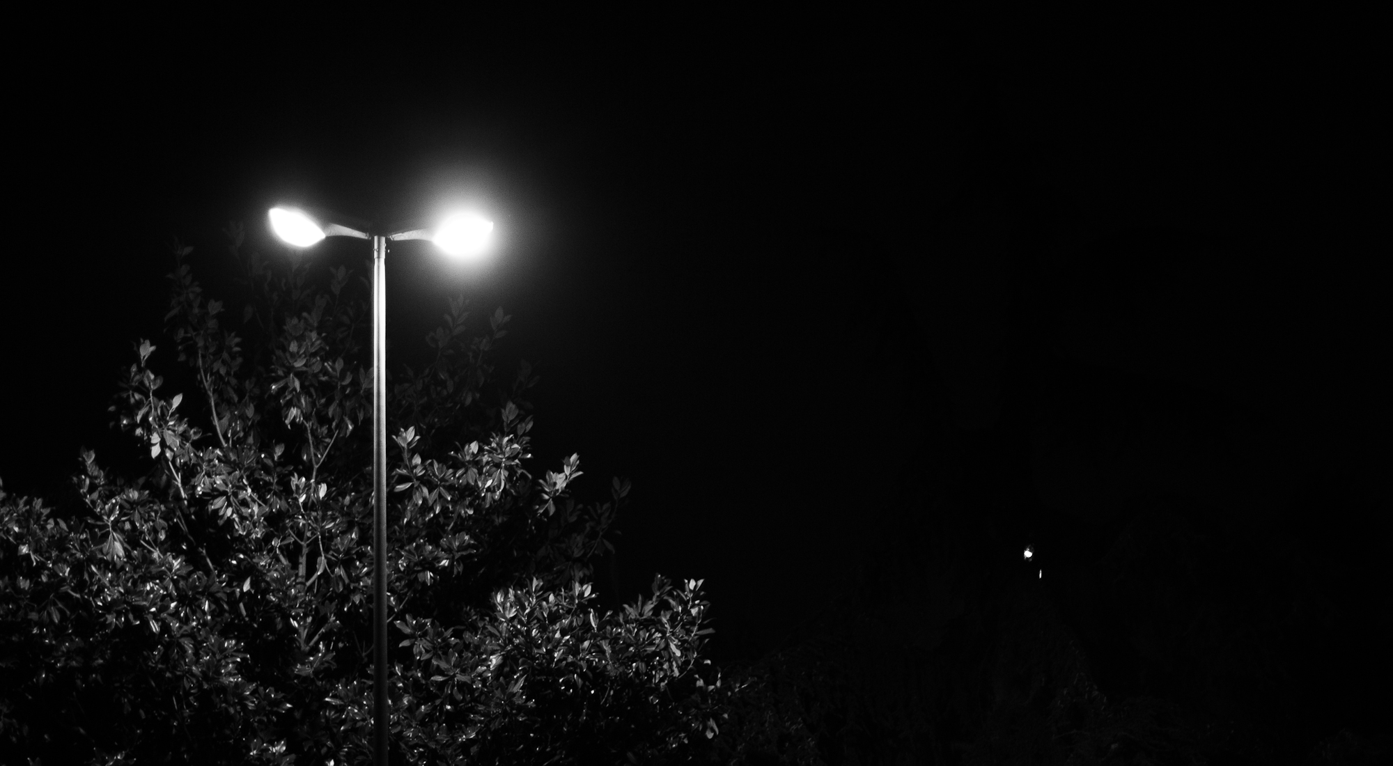 street lights shining in the dark next to a tree