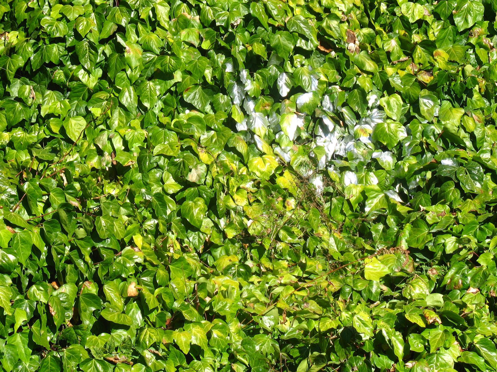 a closeup of a green bush