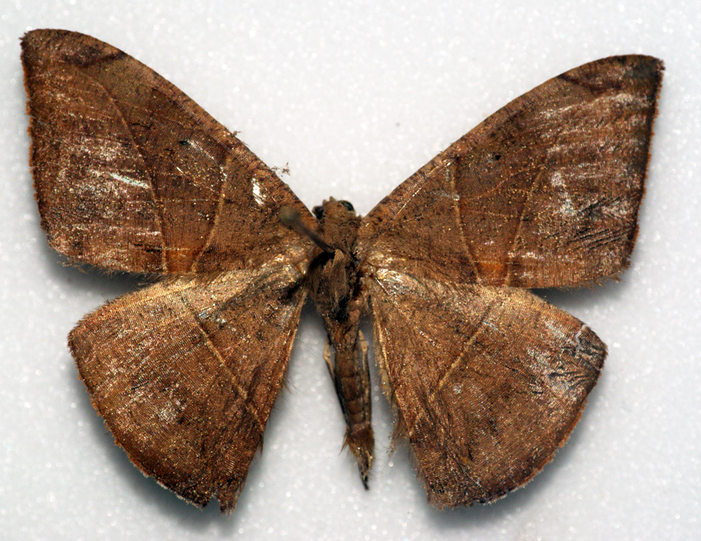 a dark brown moth on a white surface
