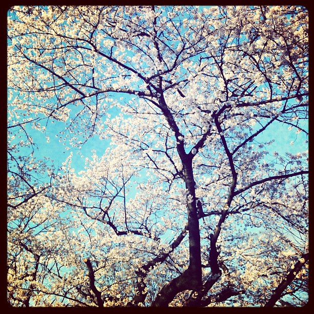 the trees and blue sky are in bloom