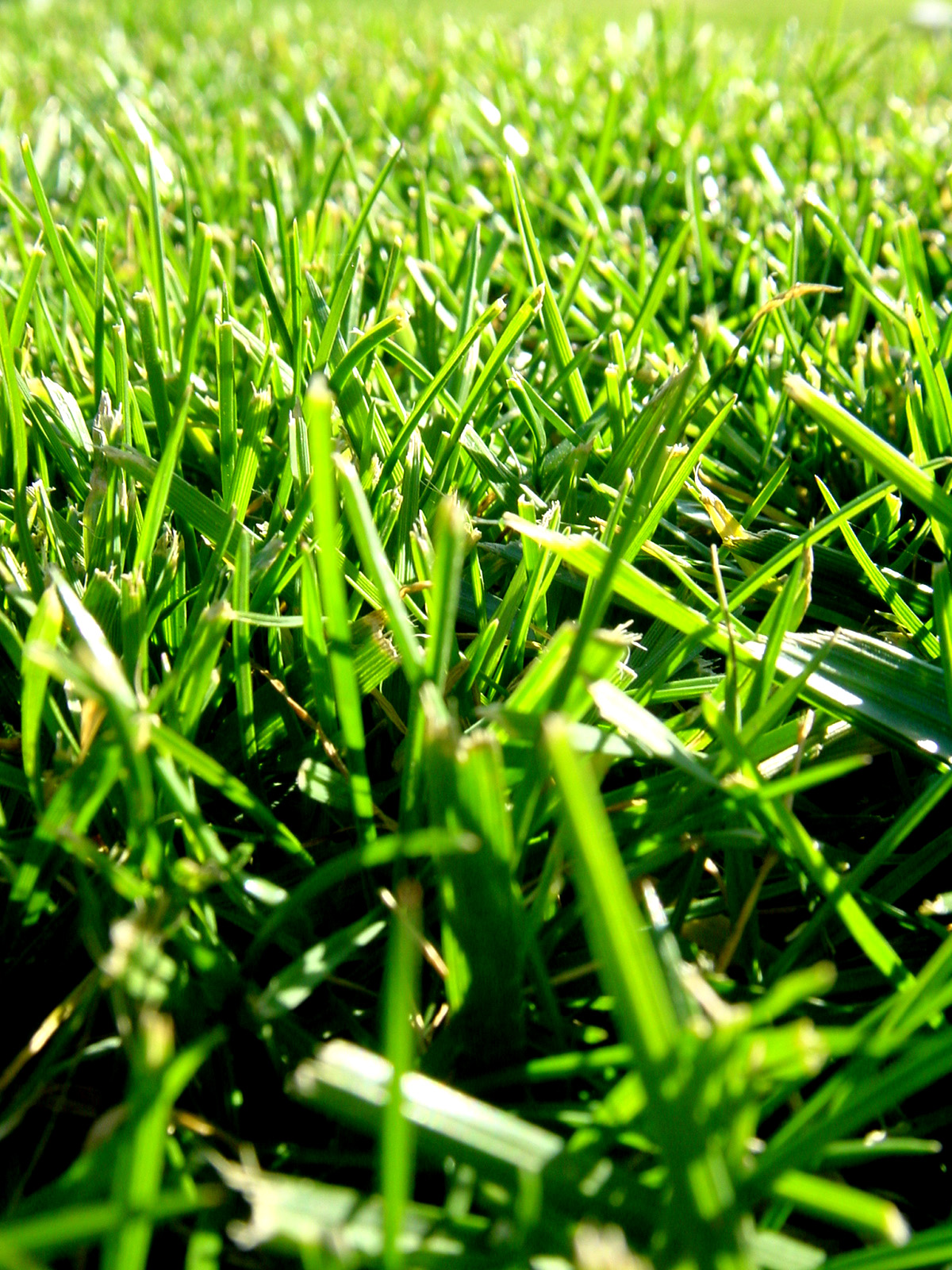 the lush grass of the lawn has long blades