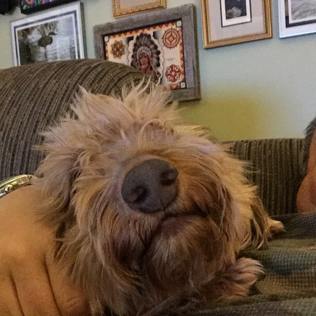 a furry dog on a couch with his head turned