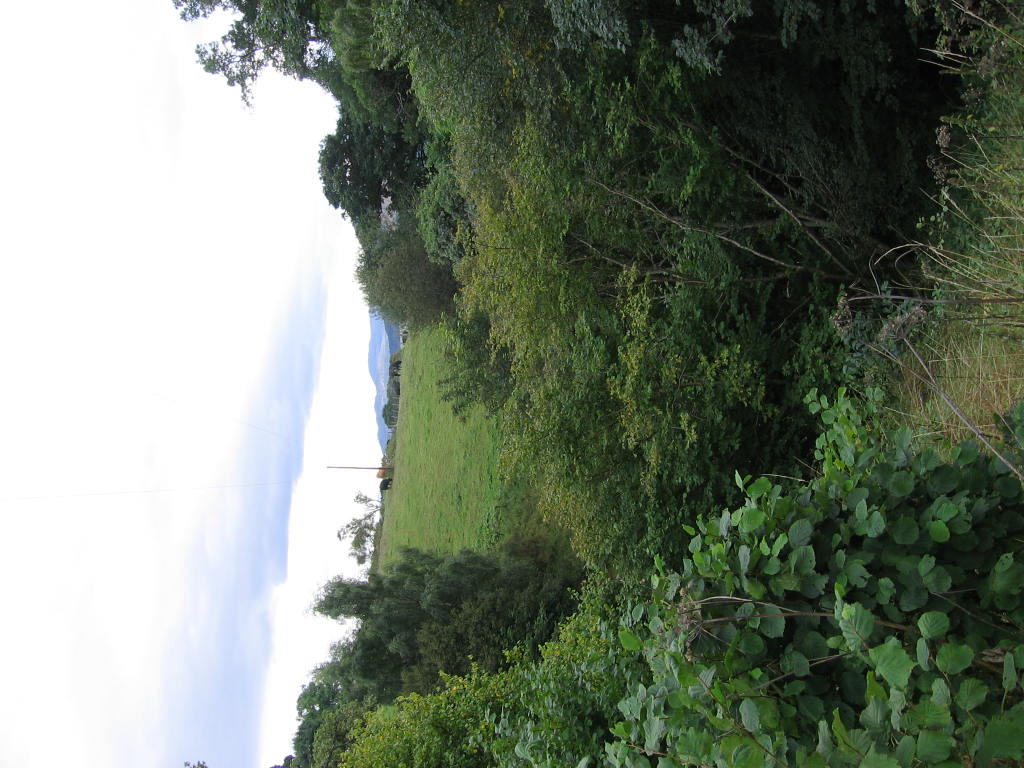 green landscape with a grassy field in the distance