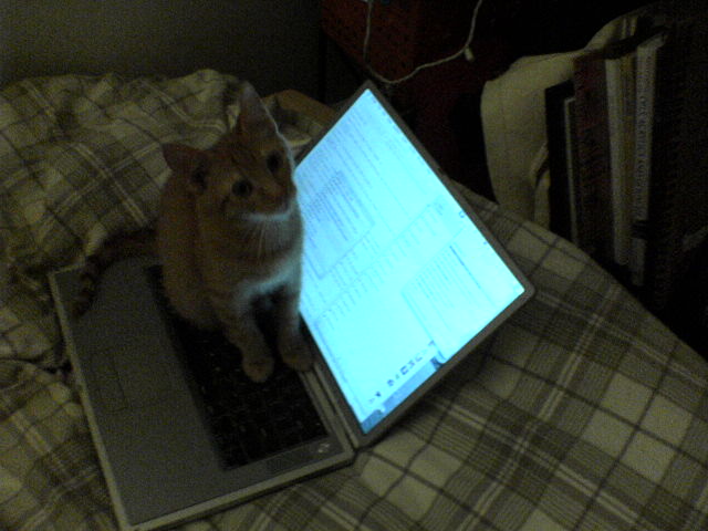a cat that is sitting on a laptop