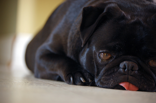 a black pug is lying on the floor with his tongue sticking out