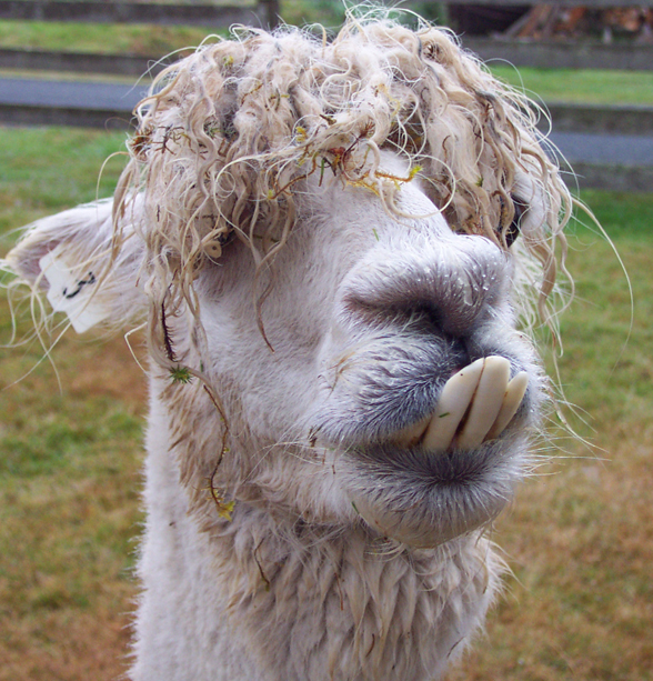 an alpaca has a messy white fur on it's face