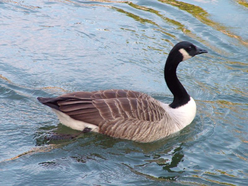 a goose swimming in a body of water