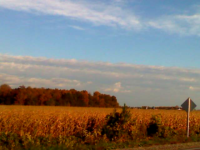 some trees that are next to the road