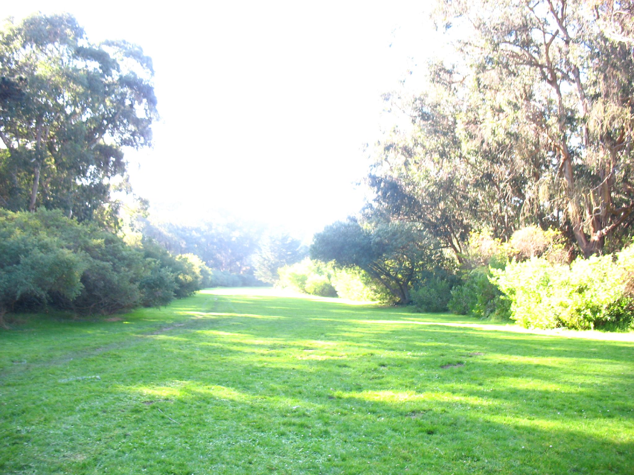 a road through a green wooded area with trees on either side
