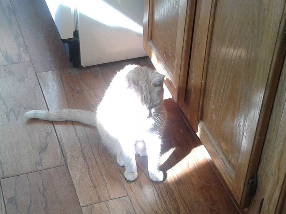 a white cat sitting next to a door