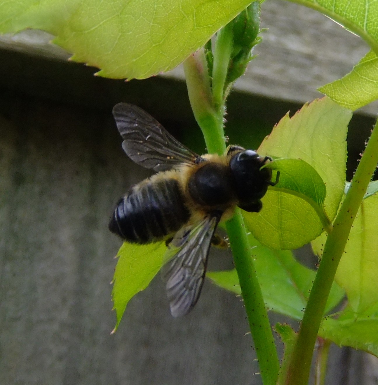a bee sitting on top of a green leaf