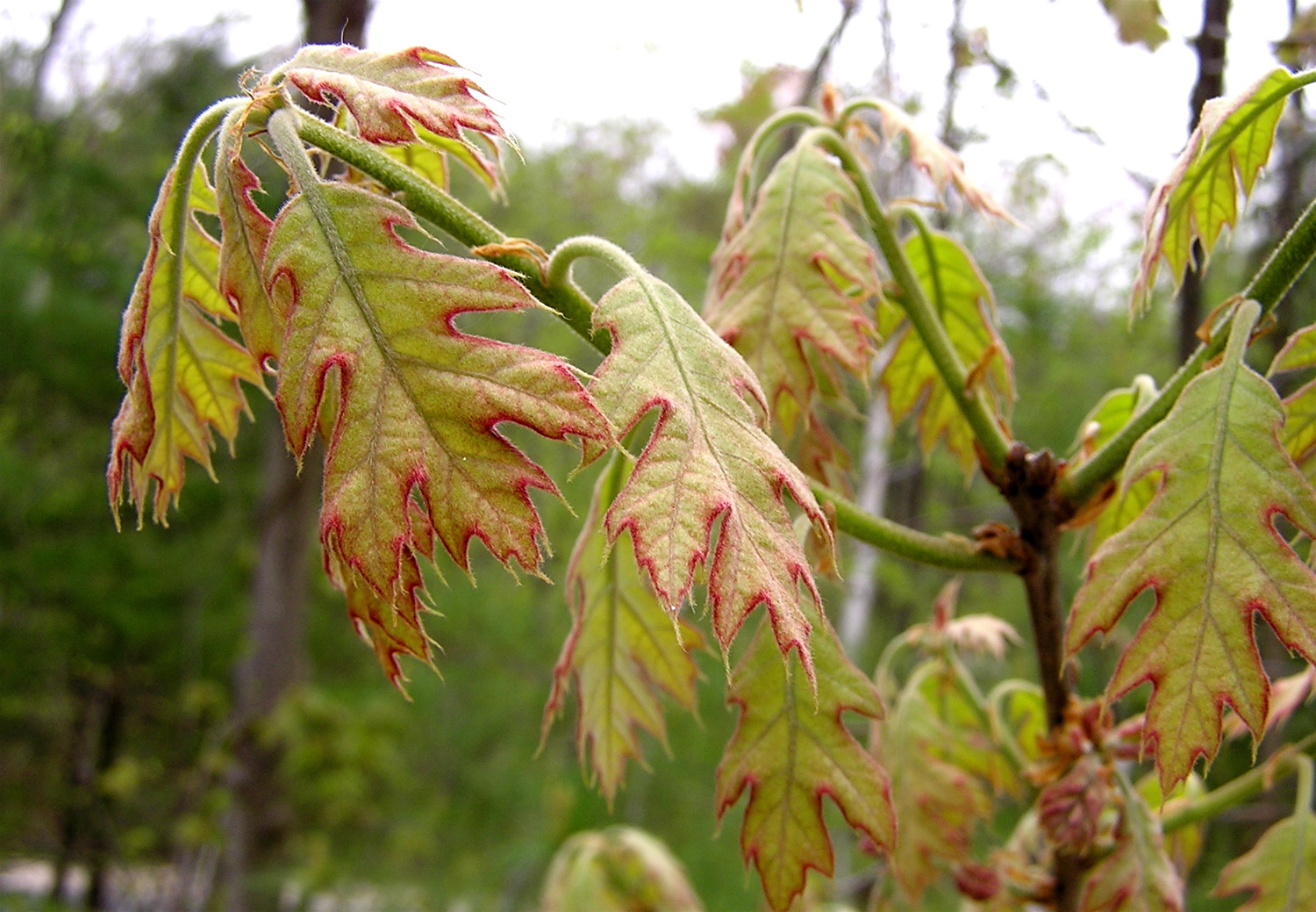 a tree with lots of yellow leaves in the background