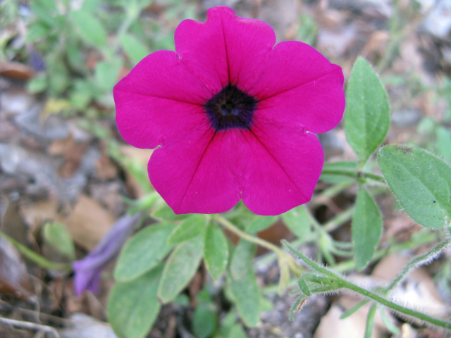 pink flower with green leaves in dirt area