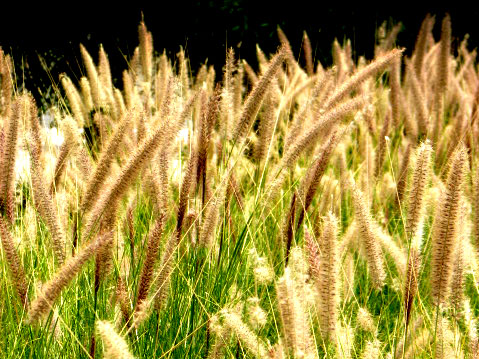 an image of large grass blowing in the wind