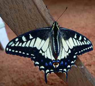 a black and white erfly laying down on a wooden rail