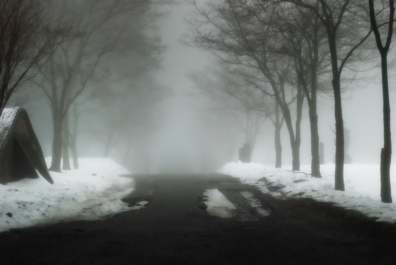 a foggy path is shown near trees