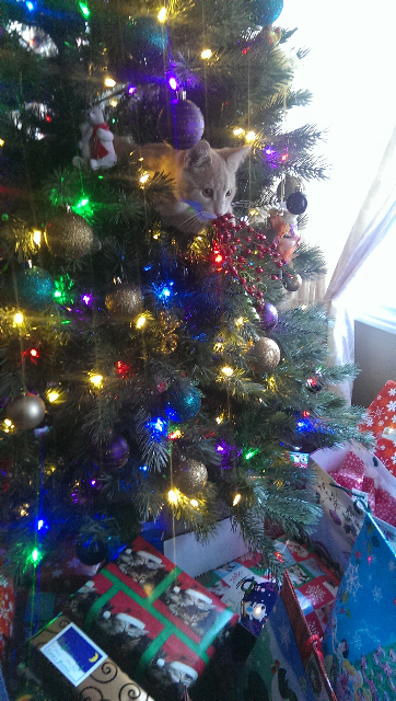 a cat is looking out of the tree and has christmas presents around it