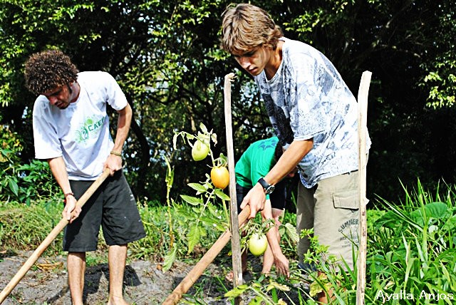 a group of men shoveling through a garden