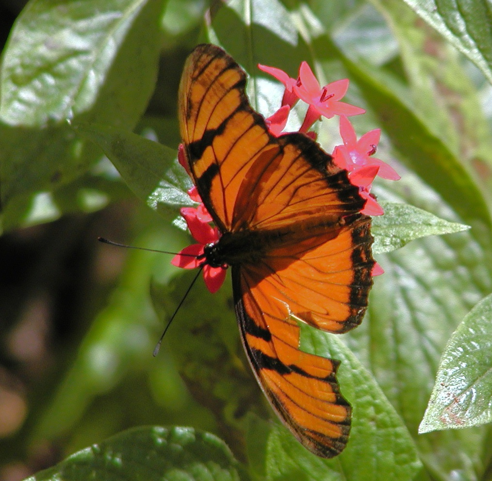 an orange erfly with black and brown stripes on its wings sits on some flowers