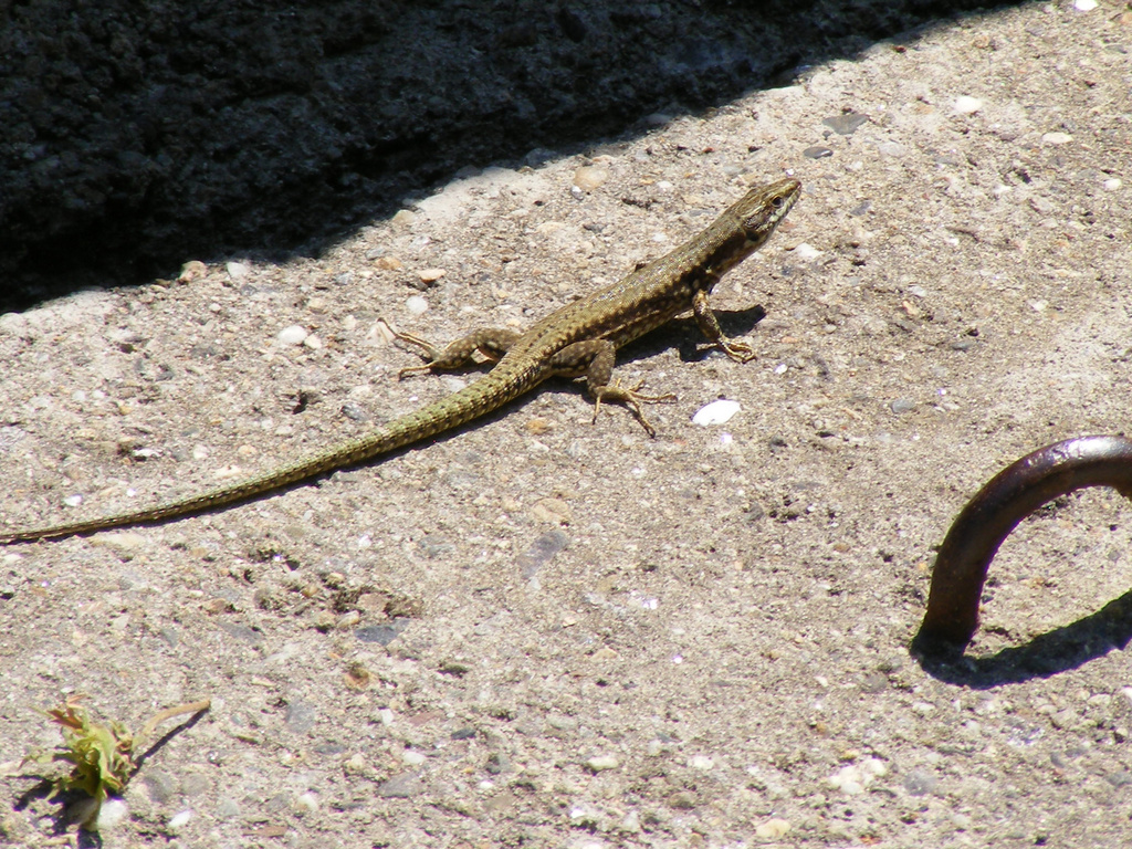 an lizard sitting on a concrete floor with the shadow