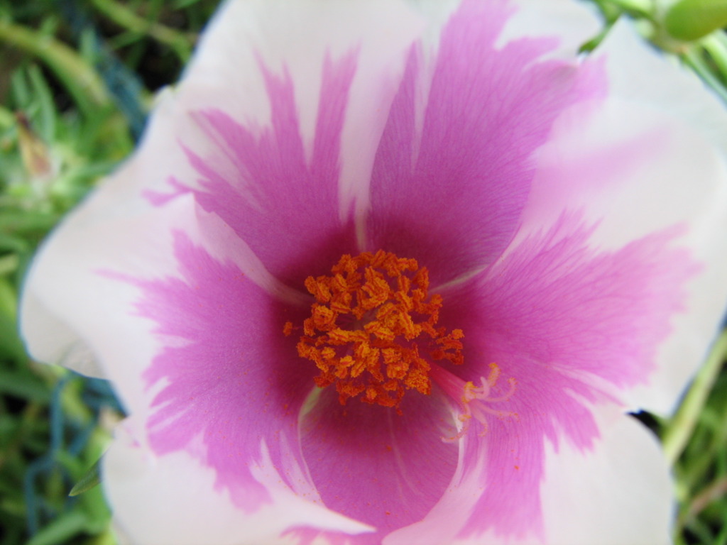 the inside of an open pink and white flower