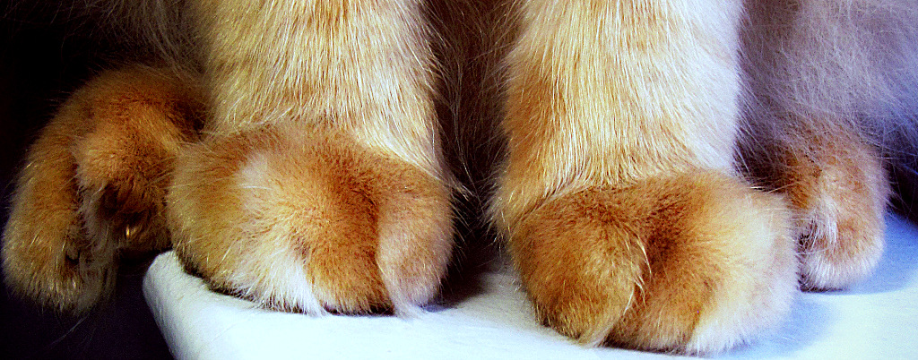 a very close up picture of the foot and paw of a cat