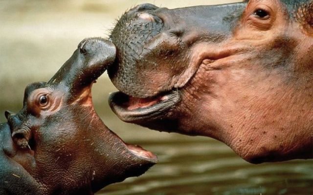 two hippos are facing each other in a pond