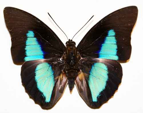 a blue and black erfly with very big wings