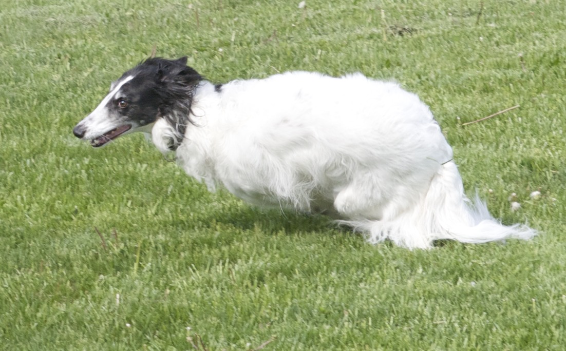 a small white and black dog walking on top of a grass covered field