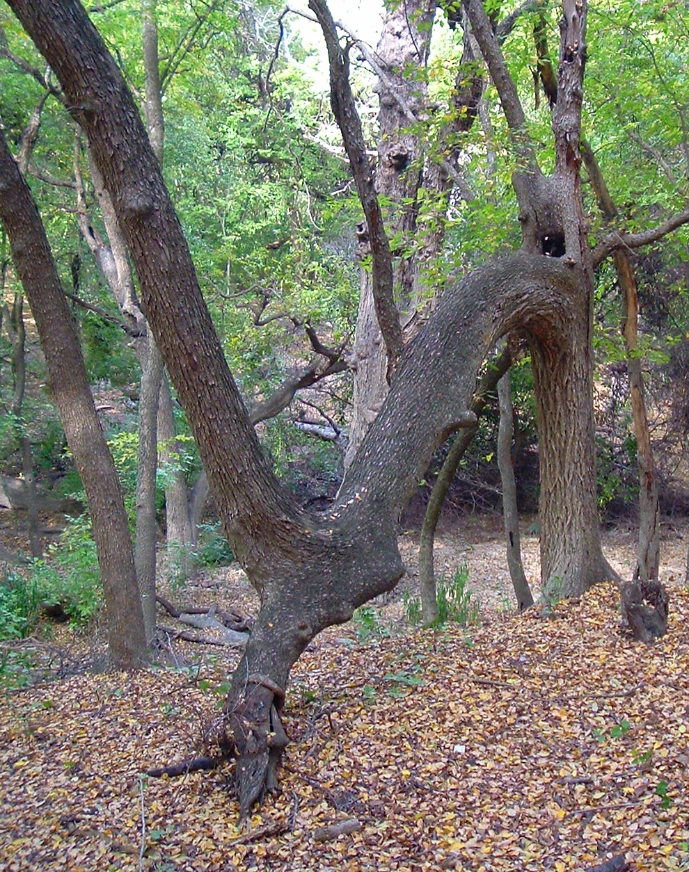 two brown trees in the middle of a forest