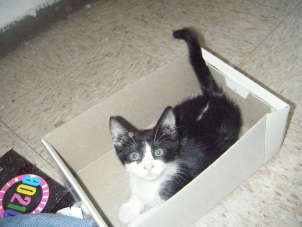 a kitten that is sitting in a box