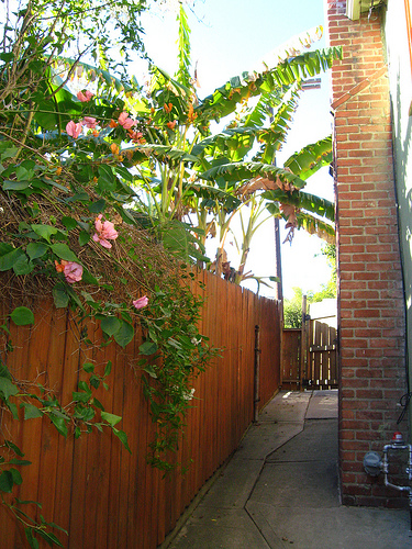 flowering vine on a wooden fence next to a building