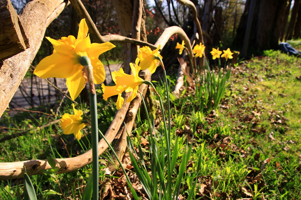 daffodils growing near the edge of a wooden fence