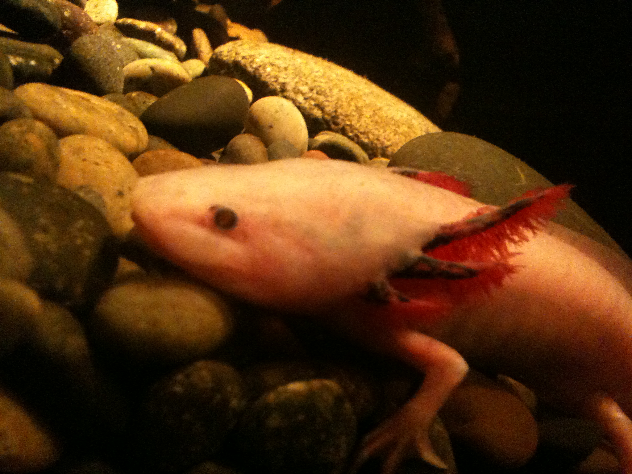 an albinoum or platrophyceous fish in the water