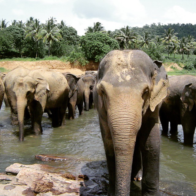 many elephants walk in a line through a watering hole