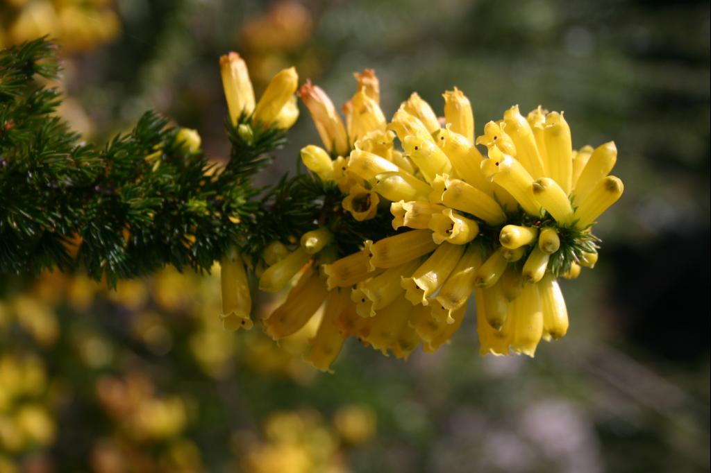 yellow flowers in the sun are blooming in the forest