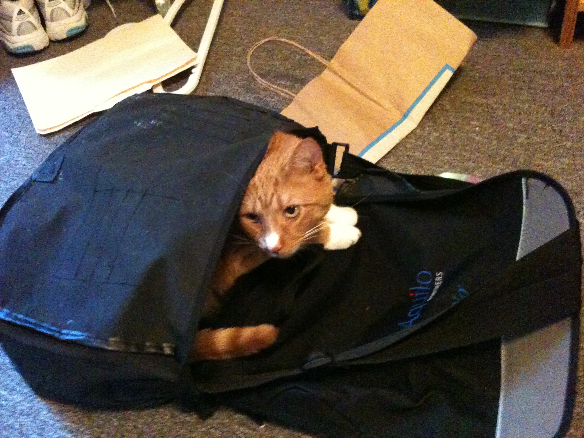 a cat sitting in an open black tote bag